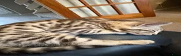 Mixed Breed cats for sale: Maine Coon x Bengal Kitten - Advert 27