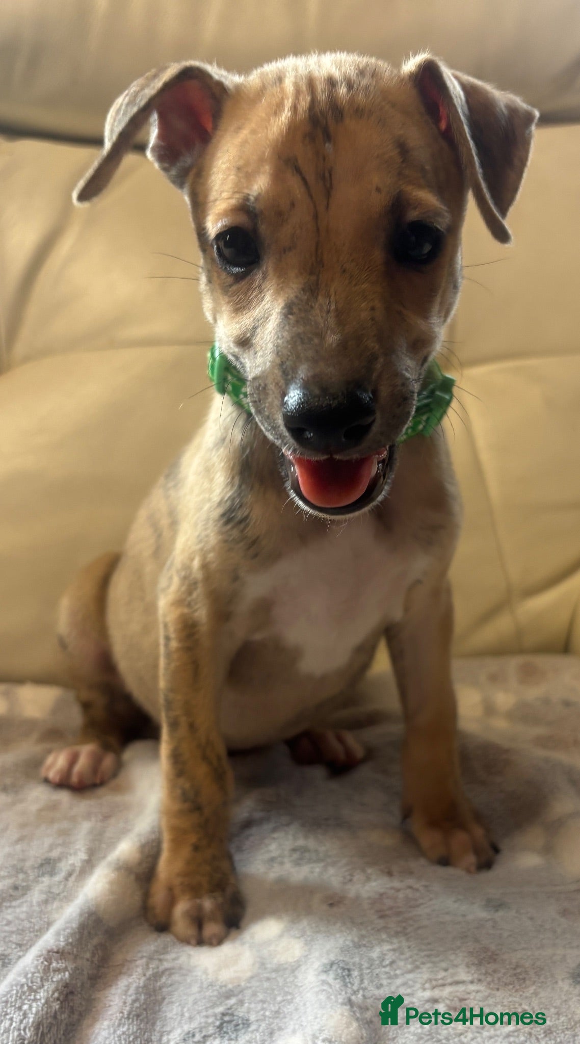 Whippet dogs Quality KC Registered Whippet Puppies - Advert 1