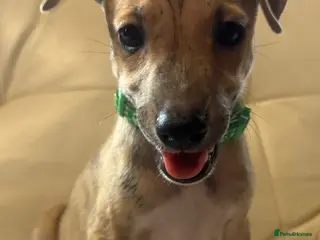 Whippet dogs Quality KC Registered Whippet Puppies - Advert 5