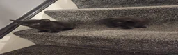 British Shorthair cats for sale: 2 gorgeous British shorthair boys available  - Advert 5