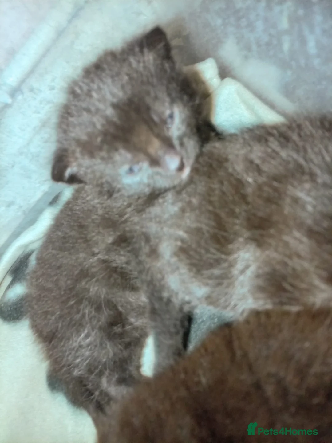 Mixed Breed cats for sale: 3 mixed breed kittens for sale - Advert 8