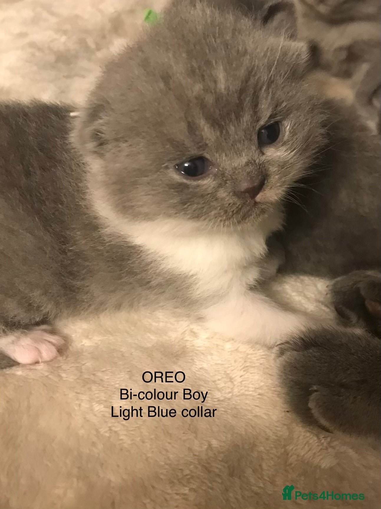 British Shorthair cats GCCF Registered Bi-colour and Blue Kittens - Advert 12