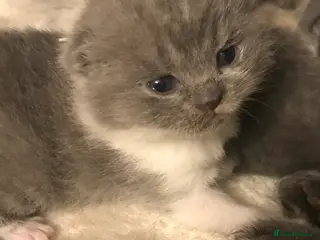 British Shorthair cats GCCF Registered Bi-colour and Blue Kittens - Advert 12