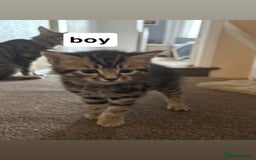 Domestic Shorthair cats for sale: 2 beautiful cuddly loving kittens  - Image 1
