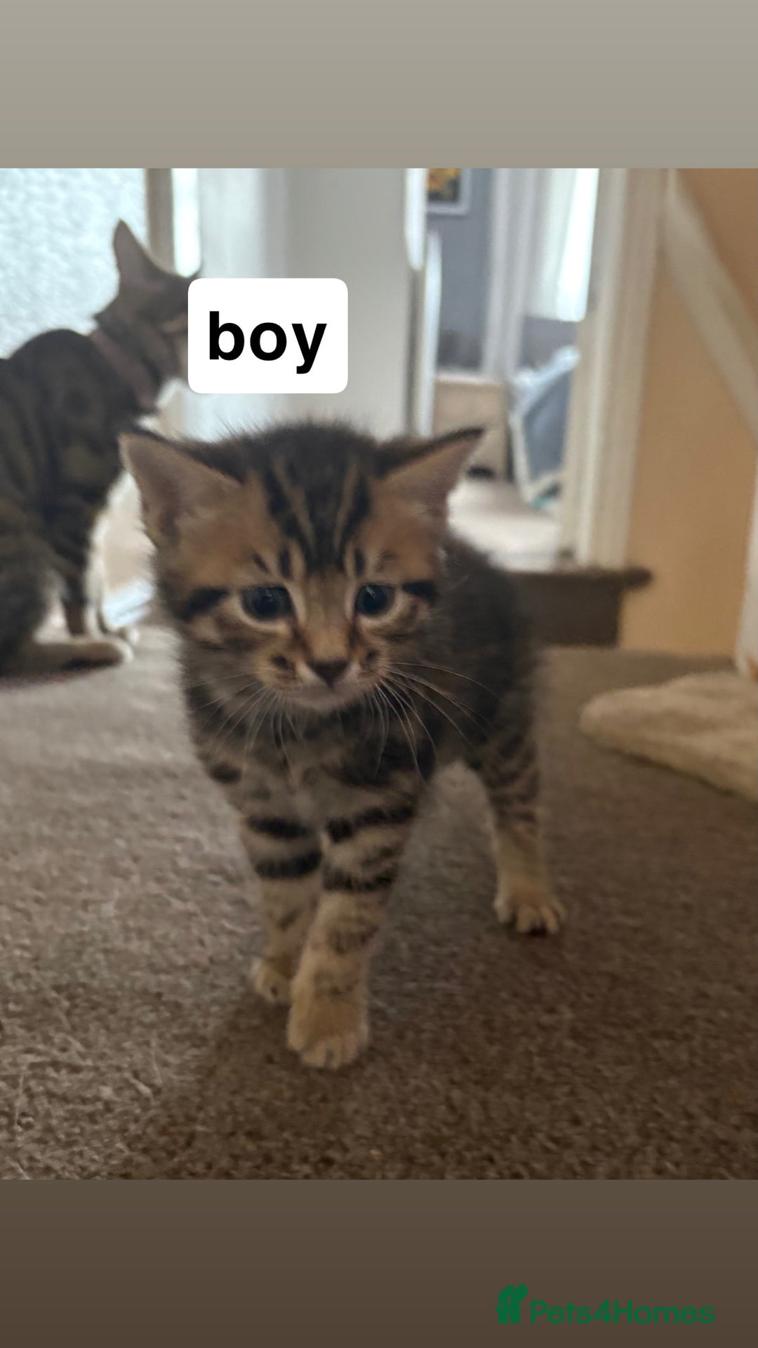 Domestic Shorthair cats for sale: 2 beautiful cuddly loving kittens  - Image 1