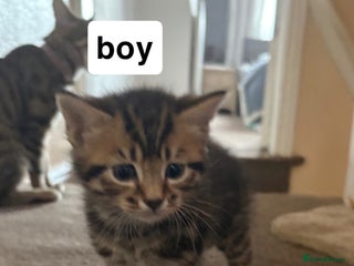 Domestic Shorthair cats - Advert 36