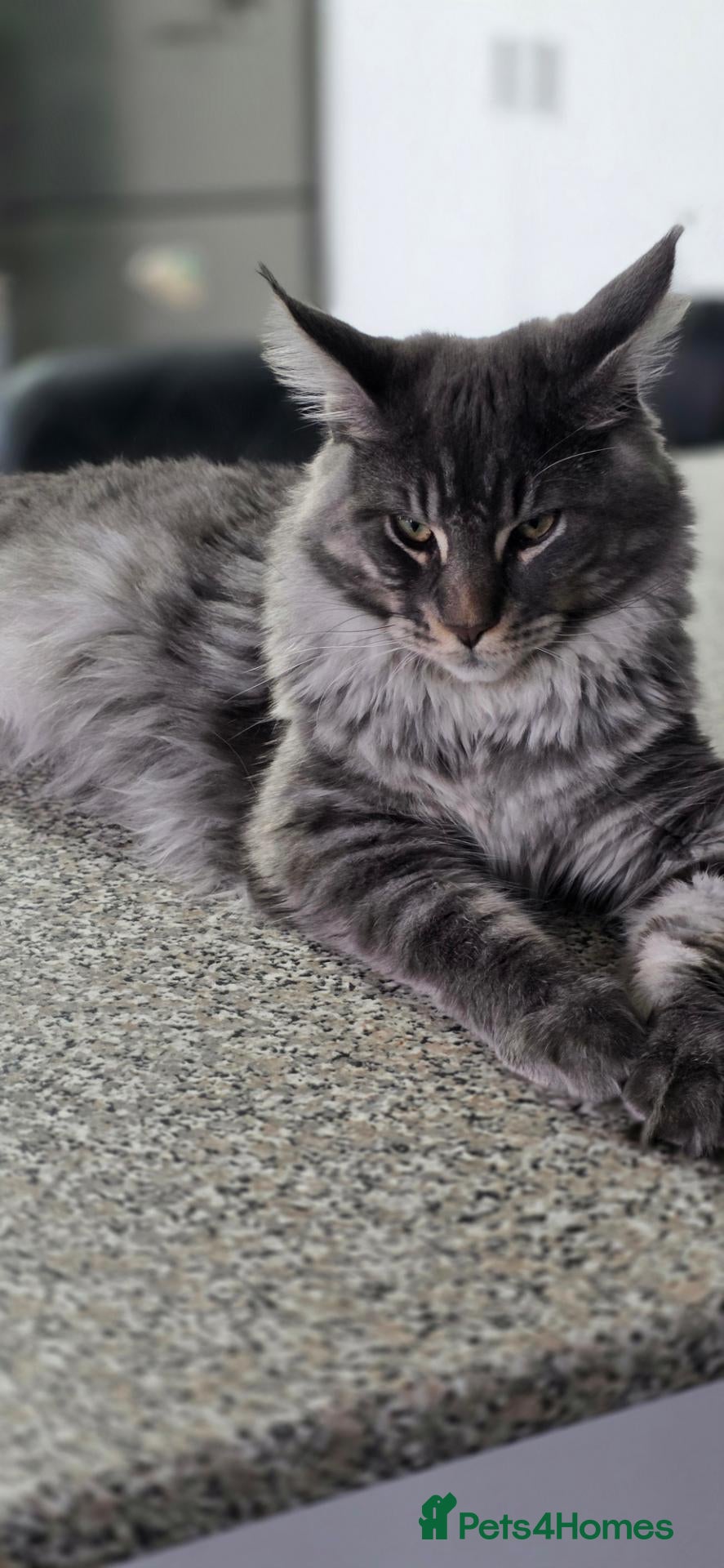 Maine Coon cats Beautiful Maine Coon Male – 8 Months Old - Advert 14