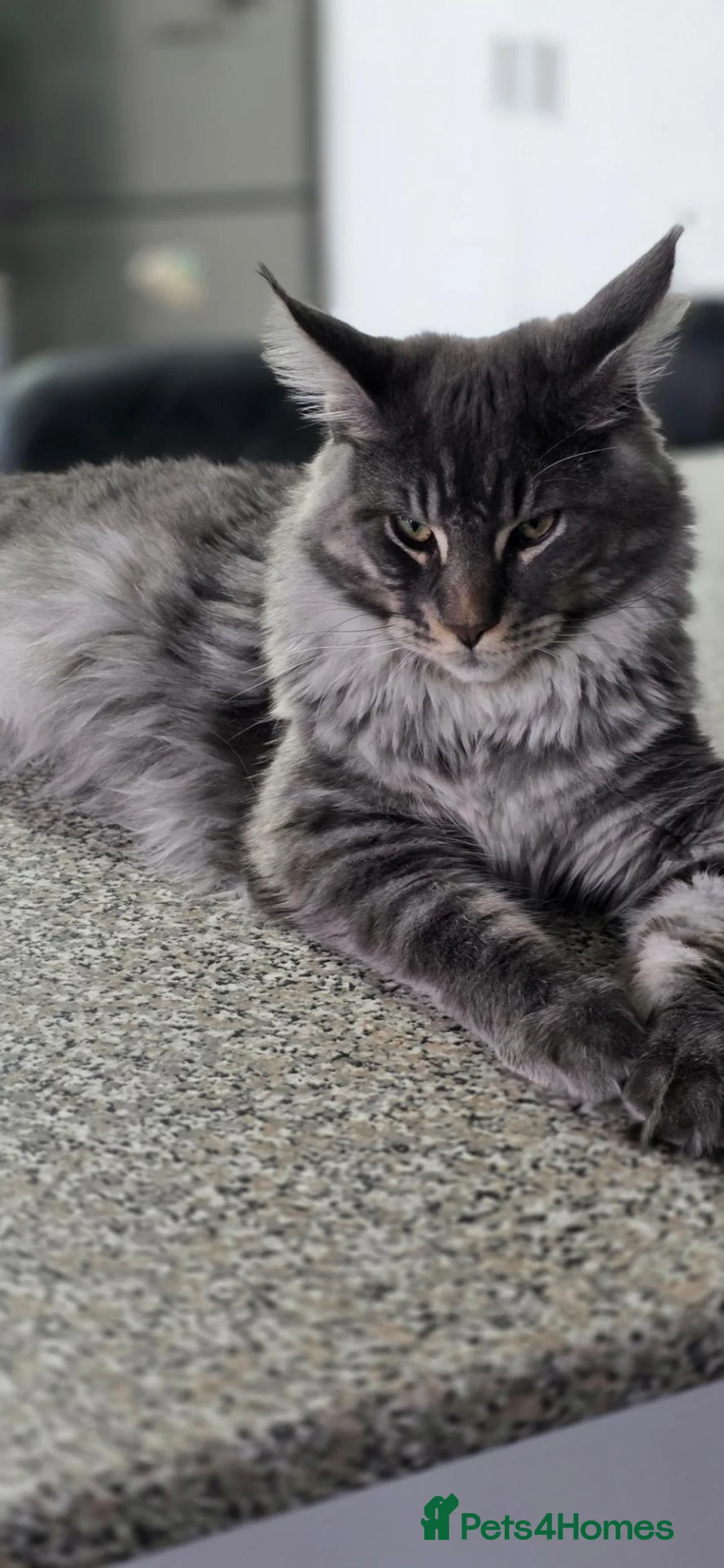 Maine Coon cats for sale: Beautiful Maine Coon Male – 8 Months Old - Advert 1