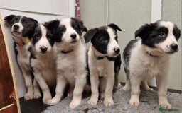 Border Collie dogs for sale: Fabulous Border Collie Pups - Image 1