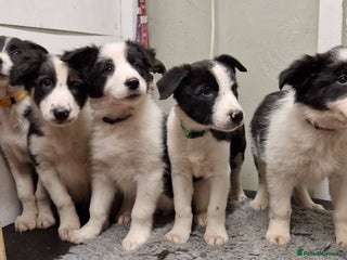 Border Collie dogs - Advert 32