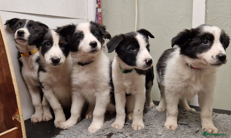 Border Collie dogs - Advert 2