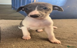 Whippet dogs for sale: Stunning blue bred whippet pups - Image 3