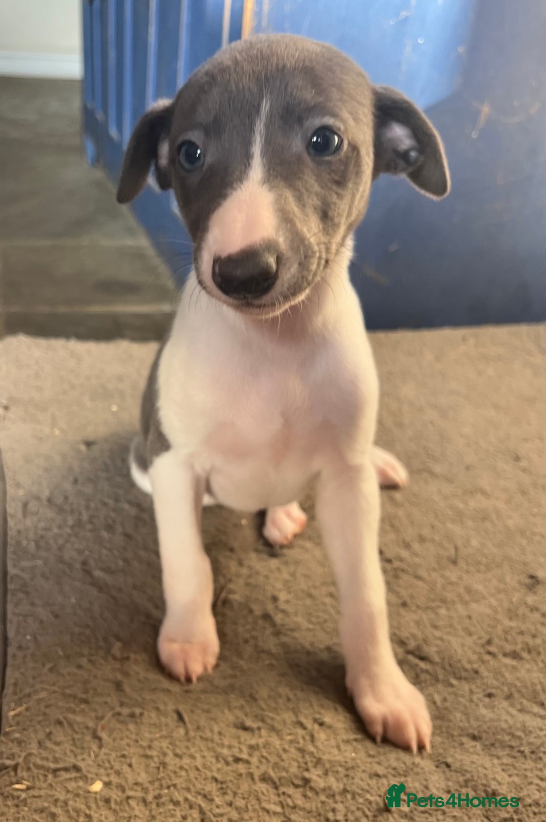 Whippet dogs for sale: Stunning blue bred whippet pups - Image 3