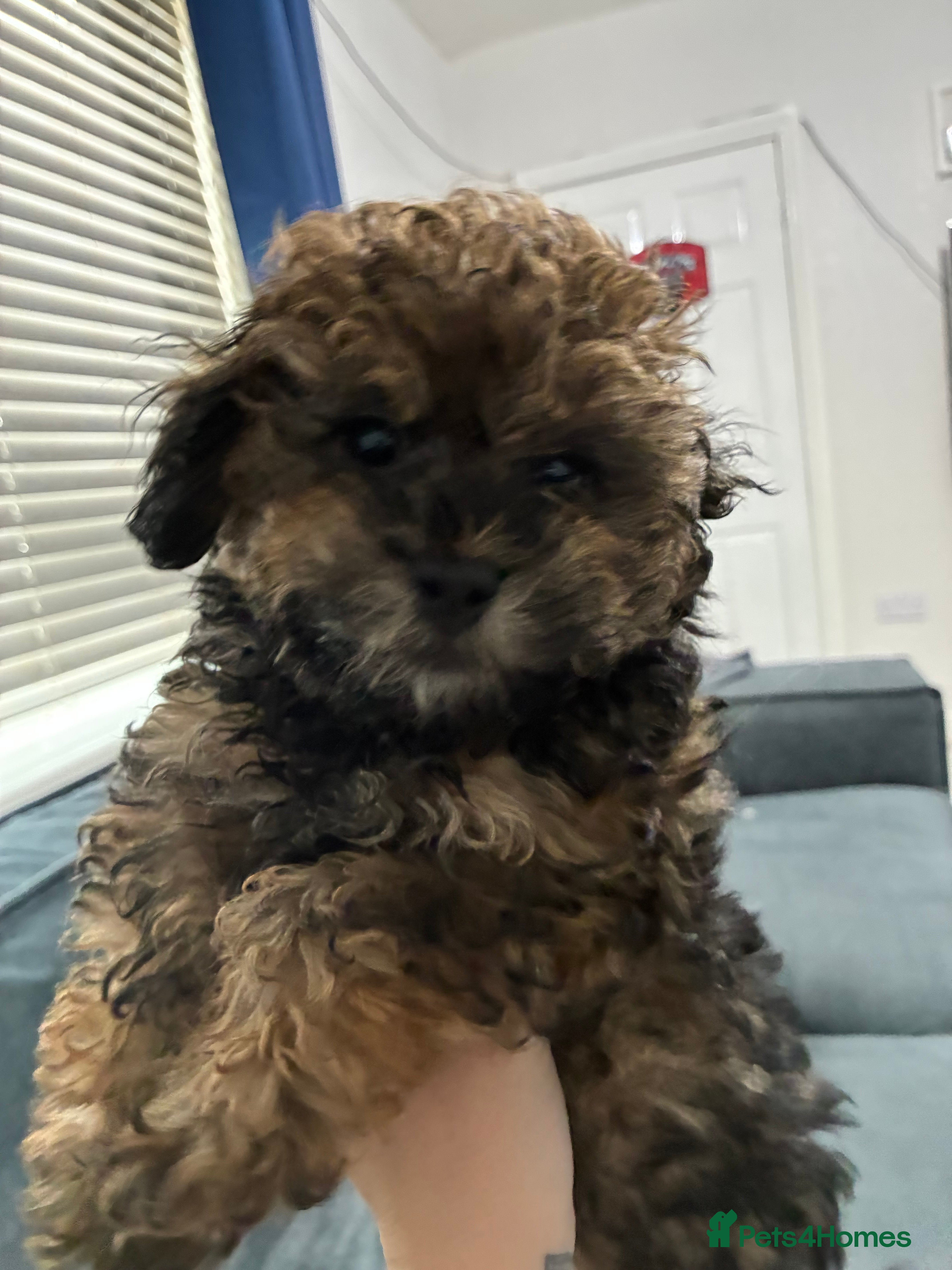 Maltipoo dogs Maltipoo - Advert 5