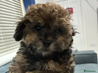 Maltipoo dogs Maltipoo - Advert 5