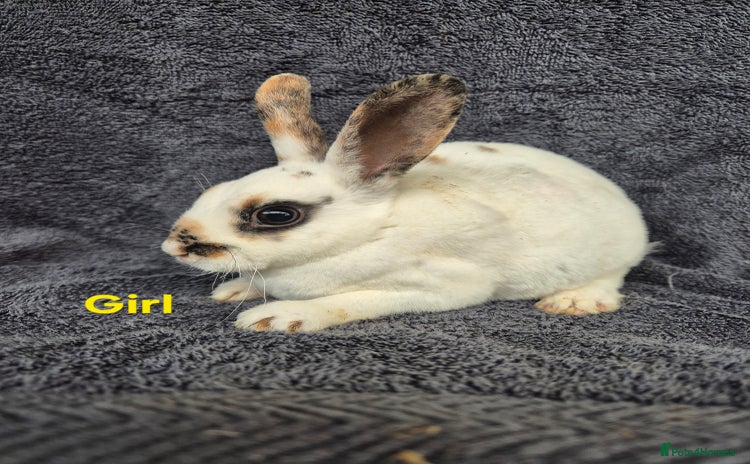 Rex rabbits in Launceston - Advert 5
