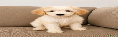🤍 NORMANDE Miniature Goldendoodle 1