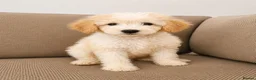 Mini Goldendoodle dogs for sale: F2B MINIATURE GOLDENDOODLES 🐾 FULLY VACCINATED ❤️ - Advert 36
