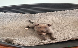 Whippet dogs for sale: Blue Whippet Puppy - Image 1