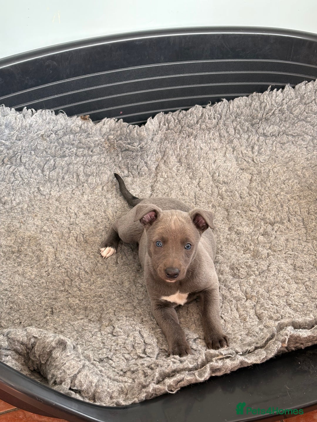 Whippet dogs for sale: Blue Whippet Puppy - Image 1
