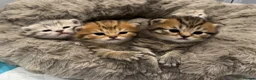 Scottish Fold cats for sale: Mackerel Boy Scottish Folds - Blue/Gold Shaded - Advert 1
