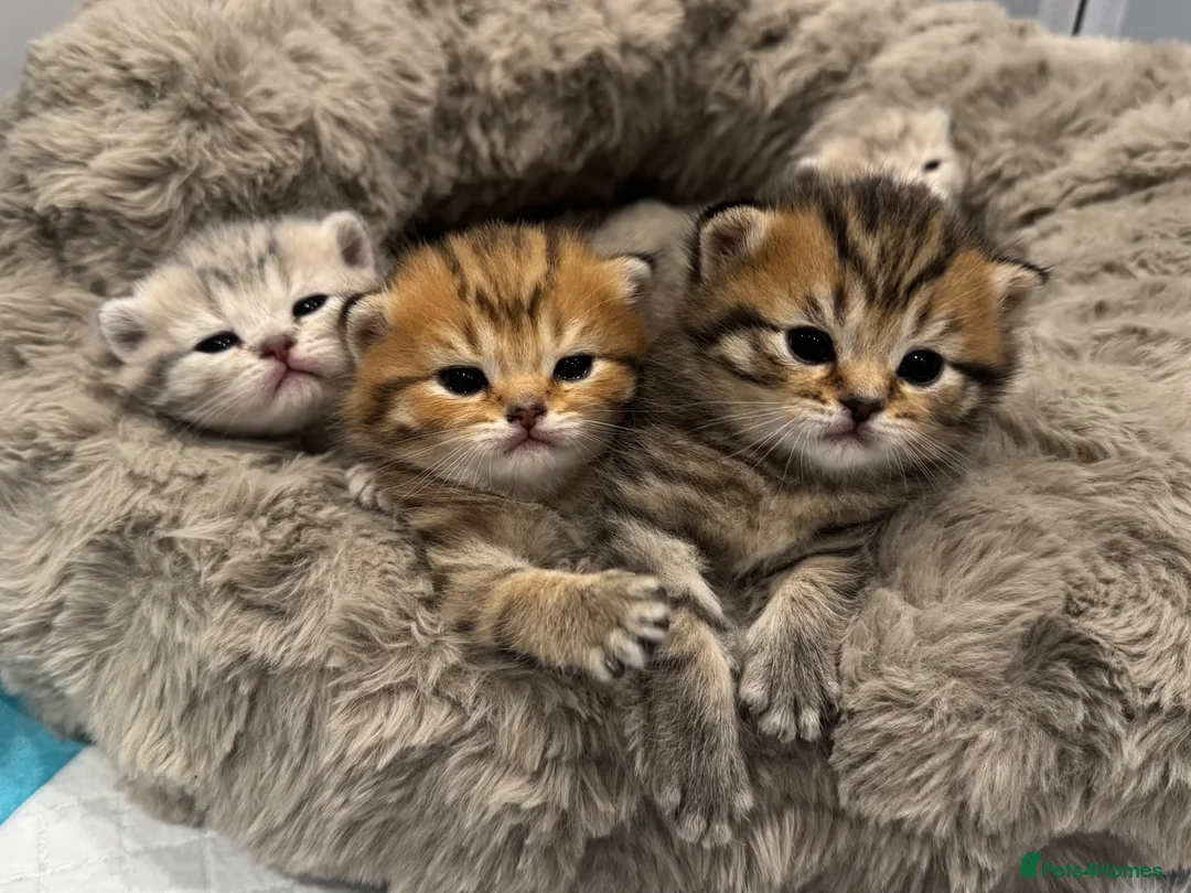 Scottish Fold cats for sale: Mackerel Boy Scottish Folds - Blue/Gold Shaded - Advert 1