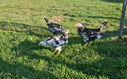 Chickens poultry for sale: Mottled Wyandottes, Le Bresse, Pita Pintas  - Image 10