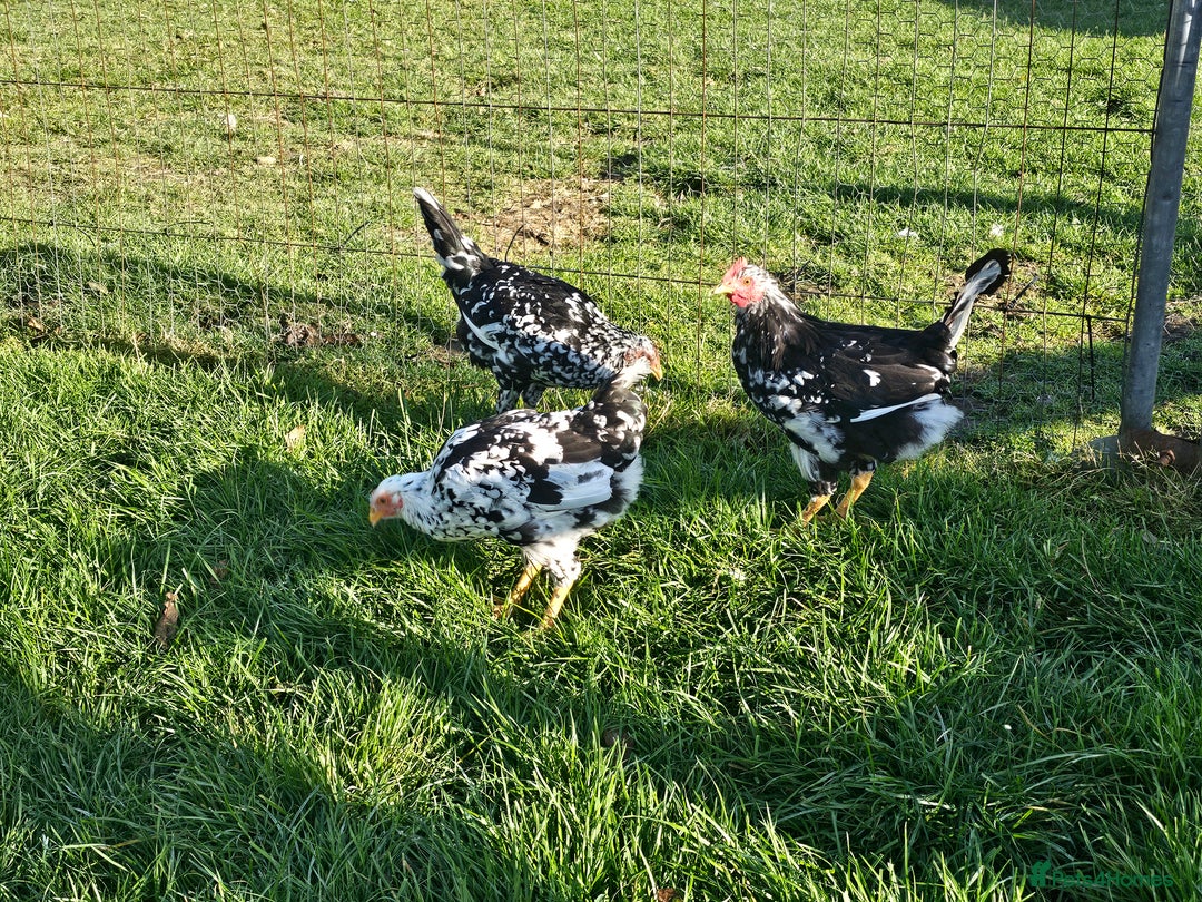 Chickens poultry for sale: Mottled Wyandottes, Le Bresse, Pita Pintas  - Image 10