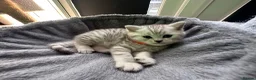 British Shorthair cats for sale:     Beautiful British Shorthair Silver Boy ⭐⭐⭐⭐⭐ - Advert 3