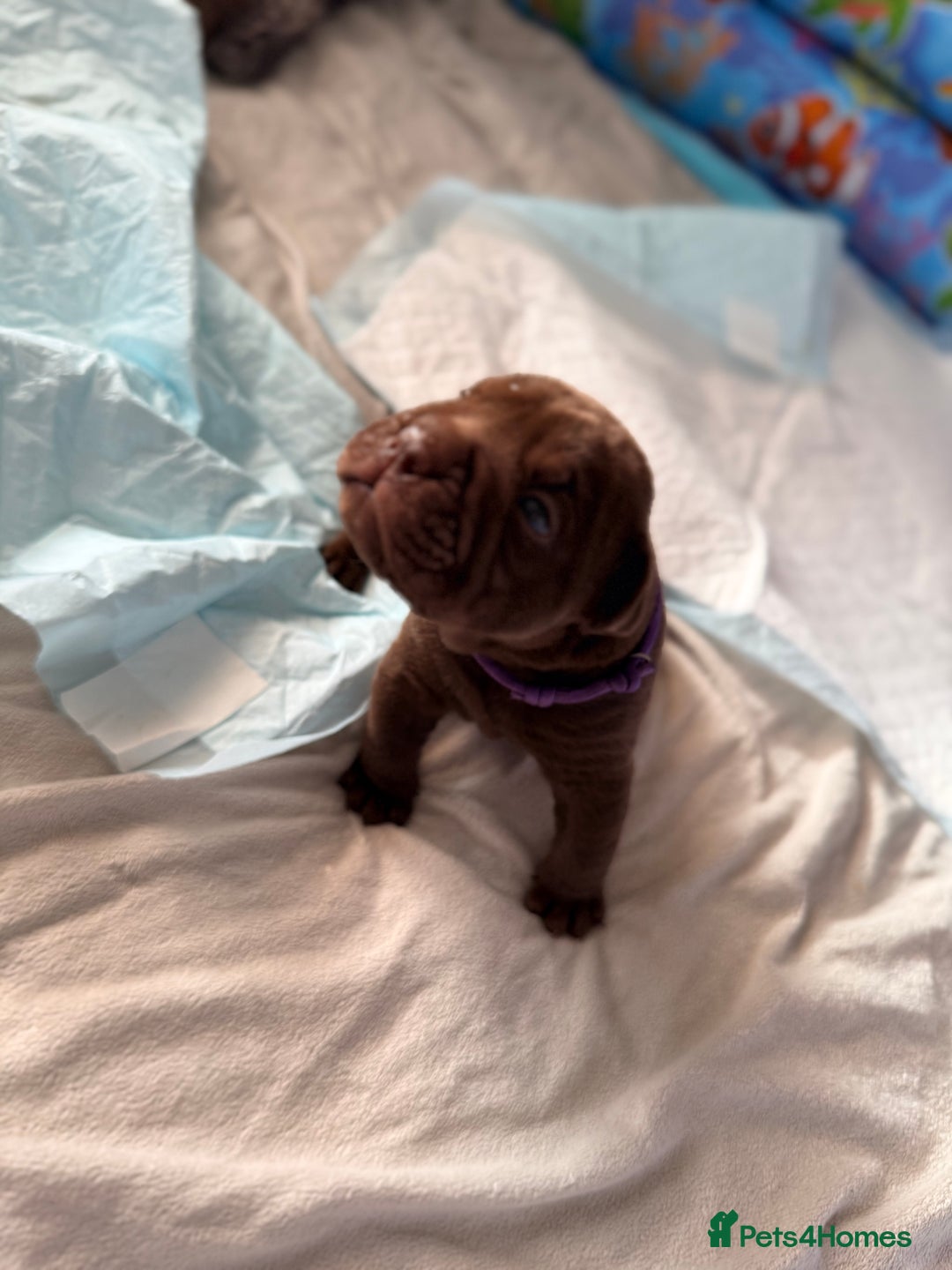 Mixed Breed dogs for sale: Bullpei Puppies 🐶 Purple One Left  - Advert 16
