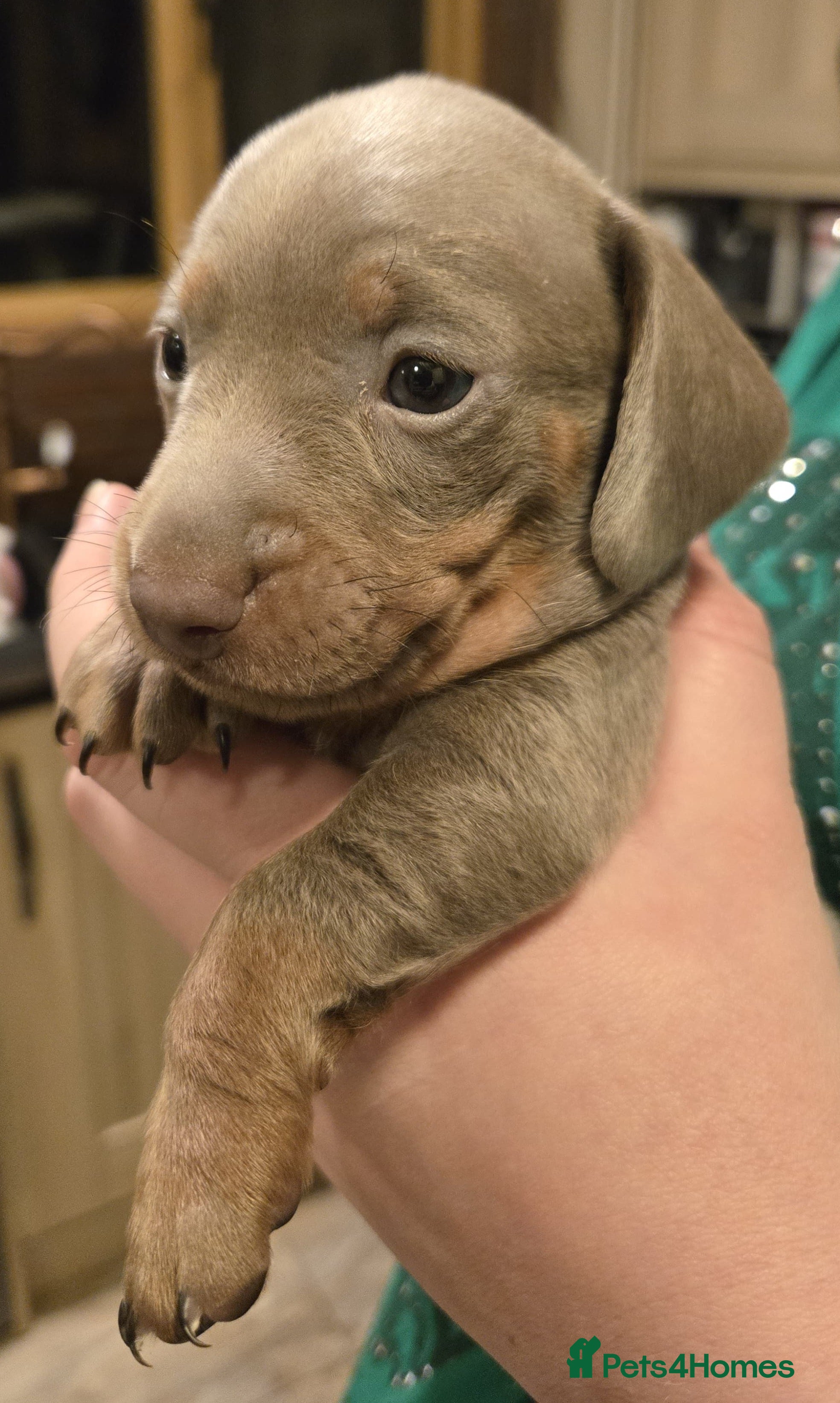 Miniature Dachshund dogs 1 Isabella male left - 9 KC reg mini dachshunds  - Advert 4