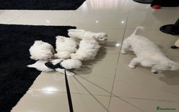 Bichon Frise dogs for sale: Pure Bichon Frise - Image 21