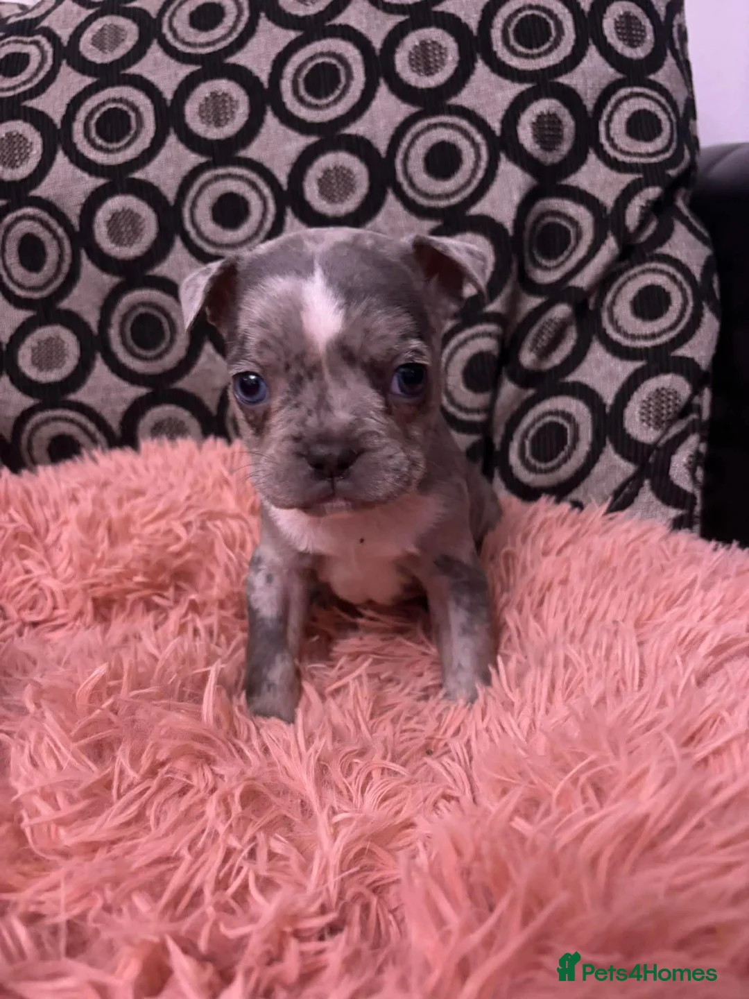 Mixed Breed dogs for sale: French pocket bully’s  in Grays - Advert 5