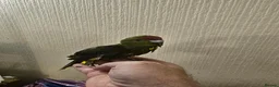 Mixed Breed birds for sale: Tame Kakariki and cockatiel chicks  - Advert 19