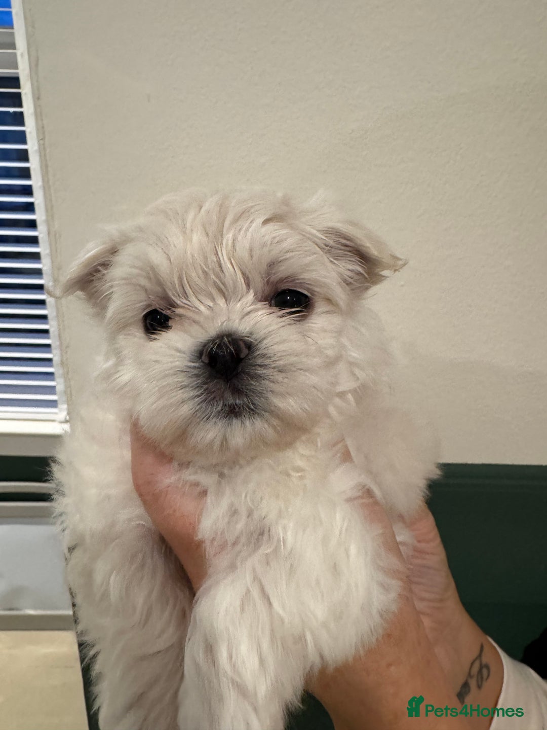 Maltese dogs for sale: Adorable Korean KC Maltese  - Advert 18