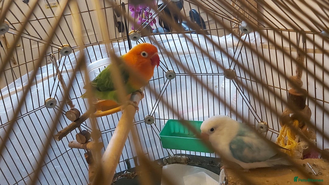 Lovebirds birds for sale: Beautiful Pair of Opaline fischer Lovebirds - Image 2