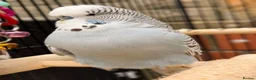 Budgerigars birds for sale: 12 Budgies Available  - Advert 6
