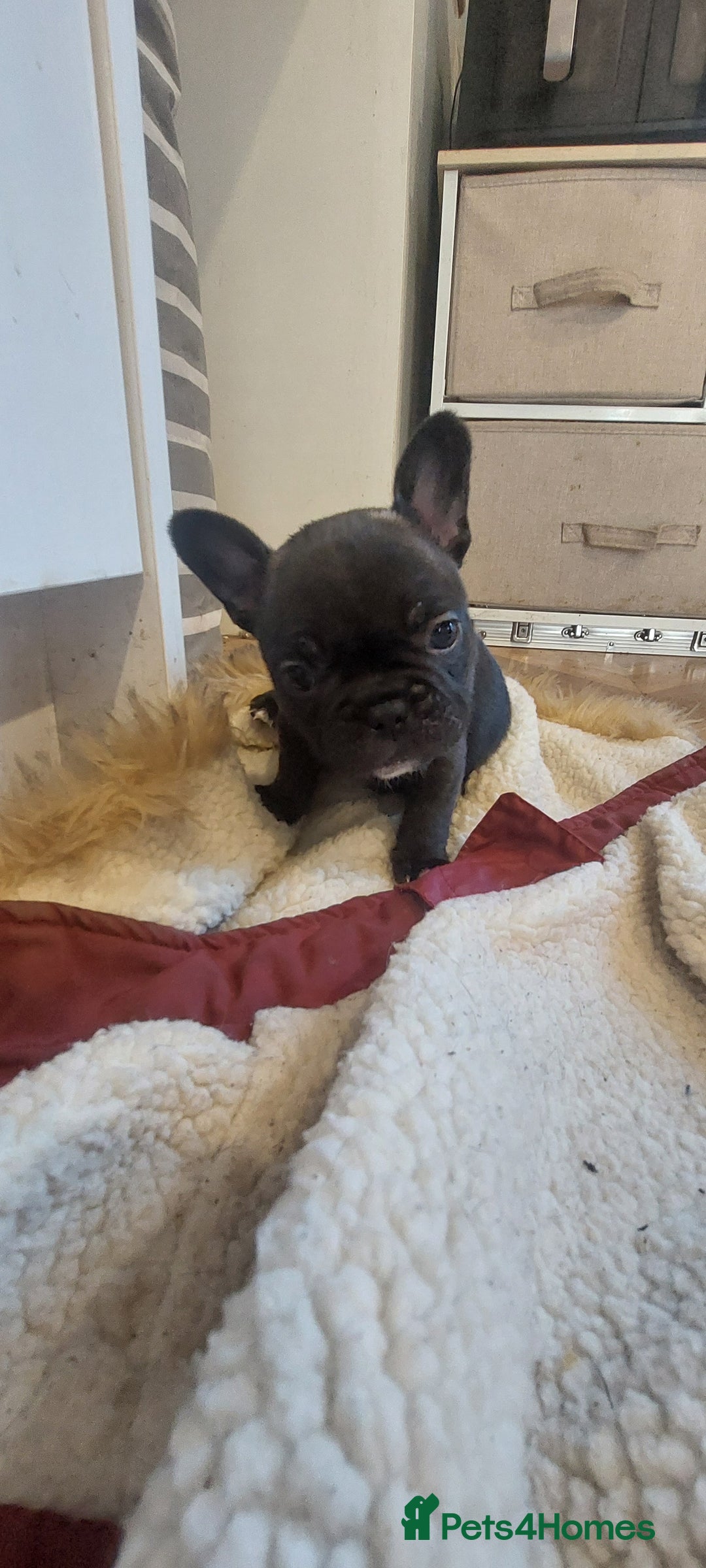 French Bulldog dogs for sale: 2 female french bulldog puppies merle  - Advert 4