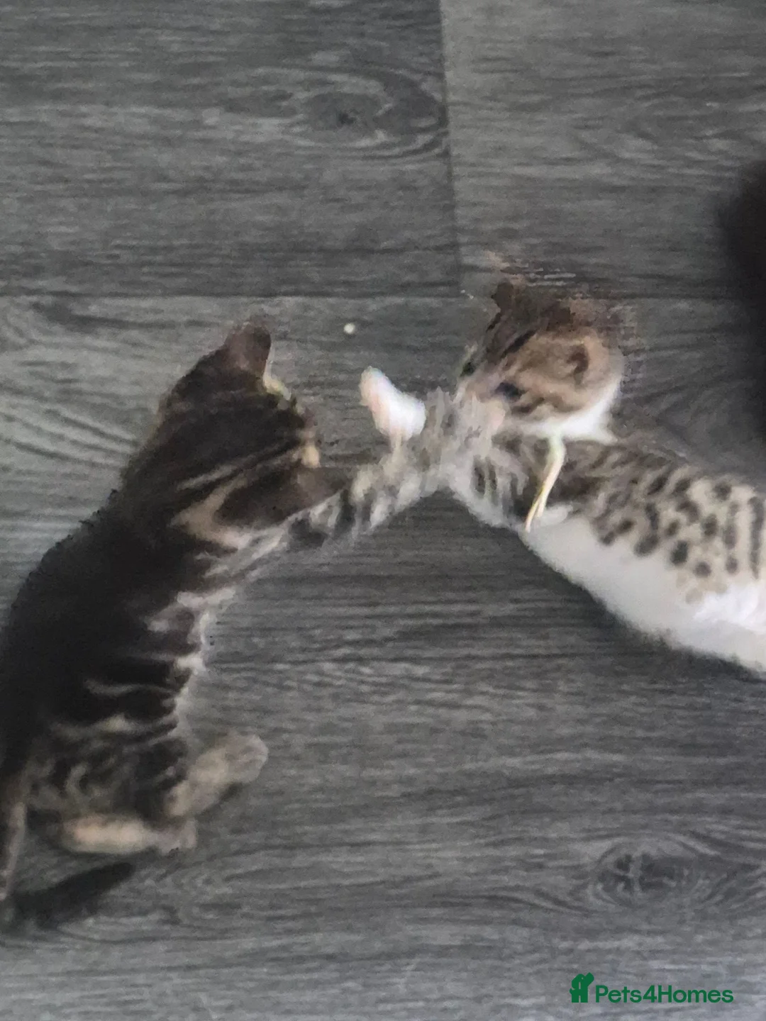 Mixed Breed cats for sale: 2 little beautiful kittens - Advert 2