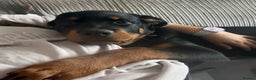 Rottweiler dogs for sale: Rottweiler pup for rehome - Advert 11