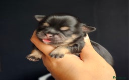 Shih Tzu dogs for sale: Beautiful Shih Tzu Puppies  - Image 2