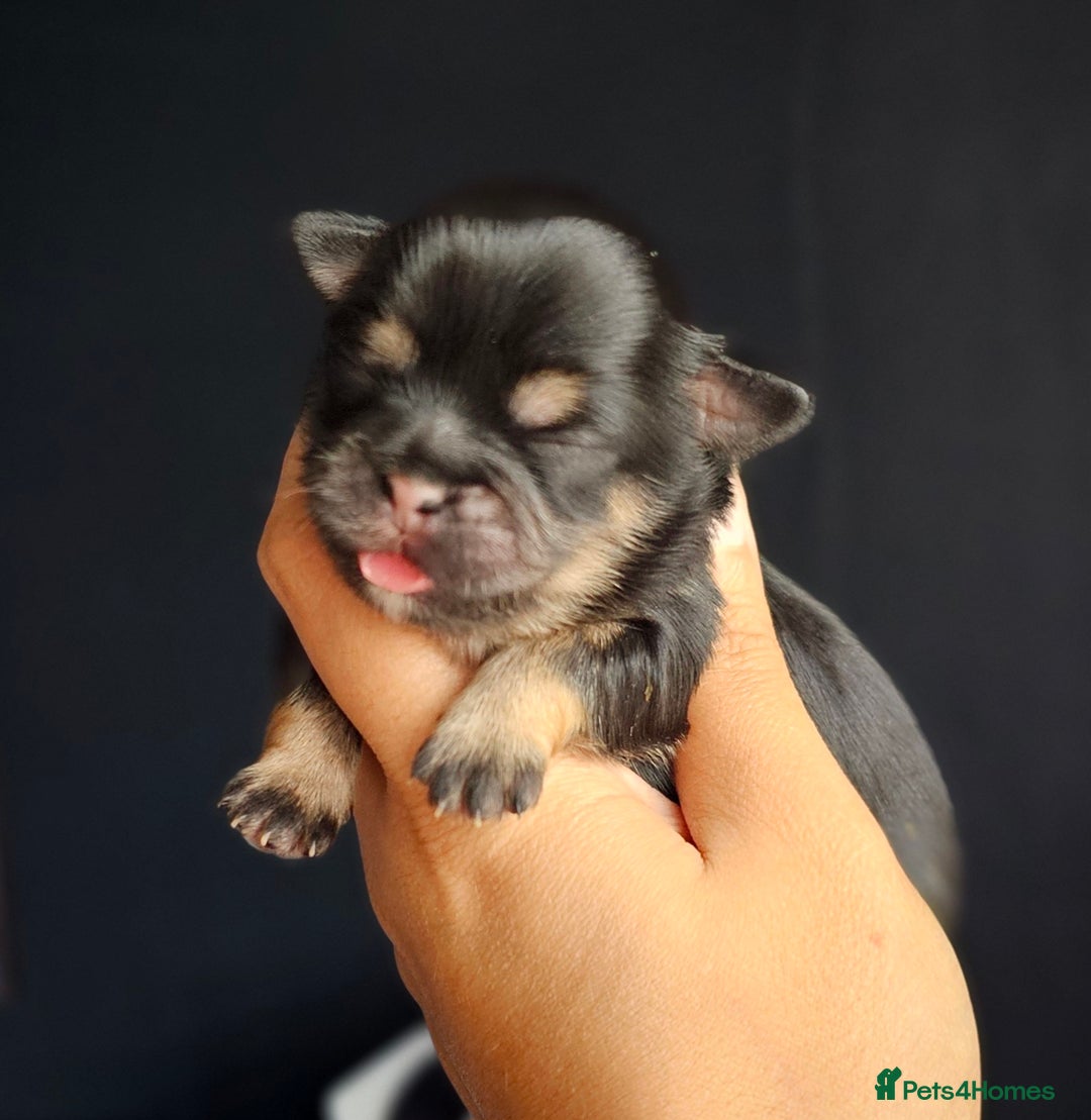 Shih Tzu dogs for sale: Beautiful Shih Tzu Puppies  - Image 2