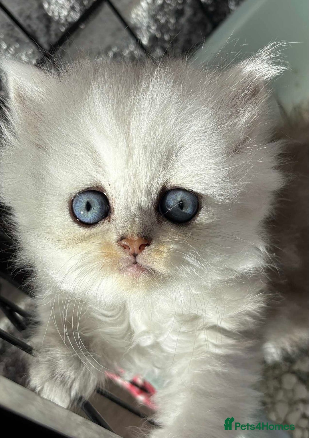 Persian cats for sale: Pure chinchilla doll face Persian kittens - Image 5