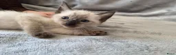 Siamese cats for sale: Silver colour point kittens  in Wallsend - Advert 8