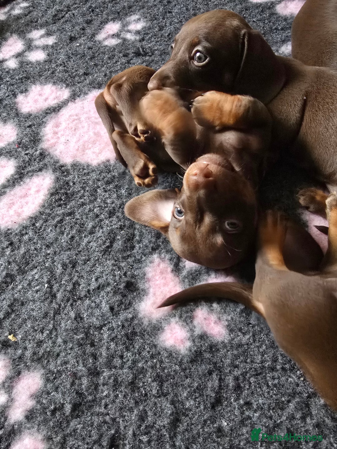 Miniature Dachshund dogs for sale: Miniature Dachshund Puppy - Image 16