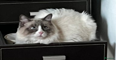 Ragdoll cats - Advert 8