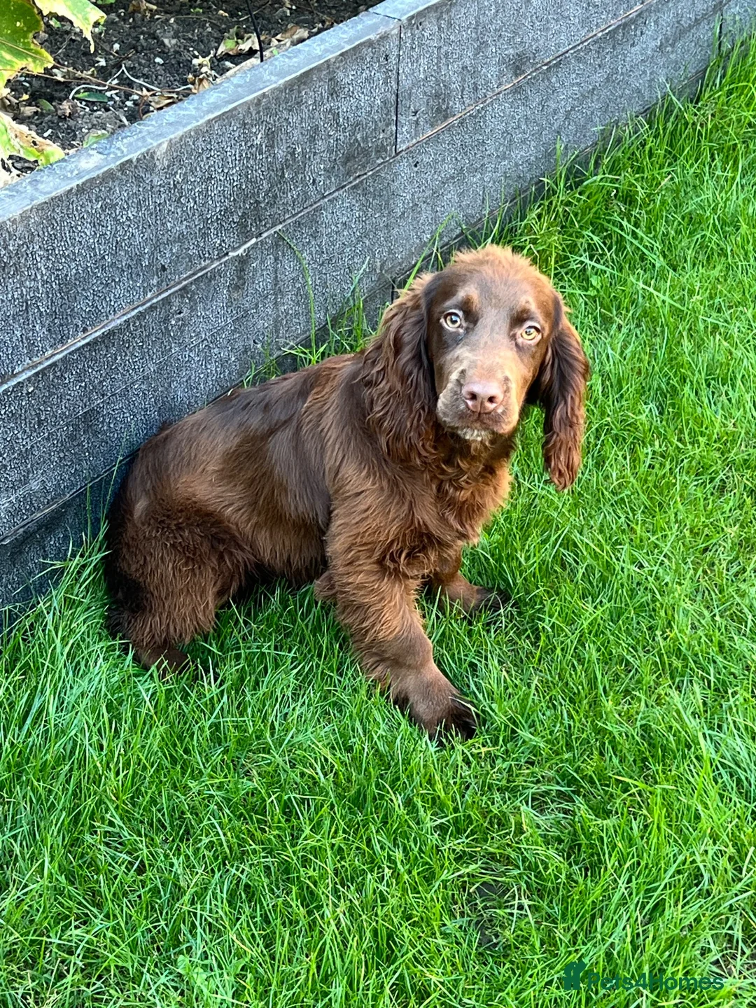 Cocker Spaniel dogs for sale: Kc registered cocker bitch  - Advert 2