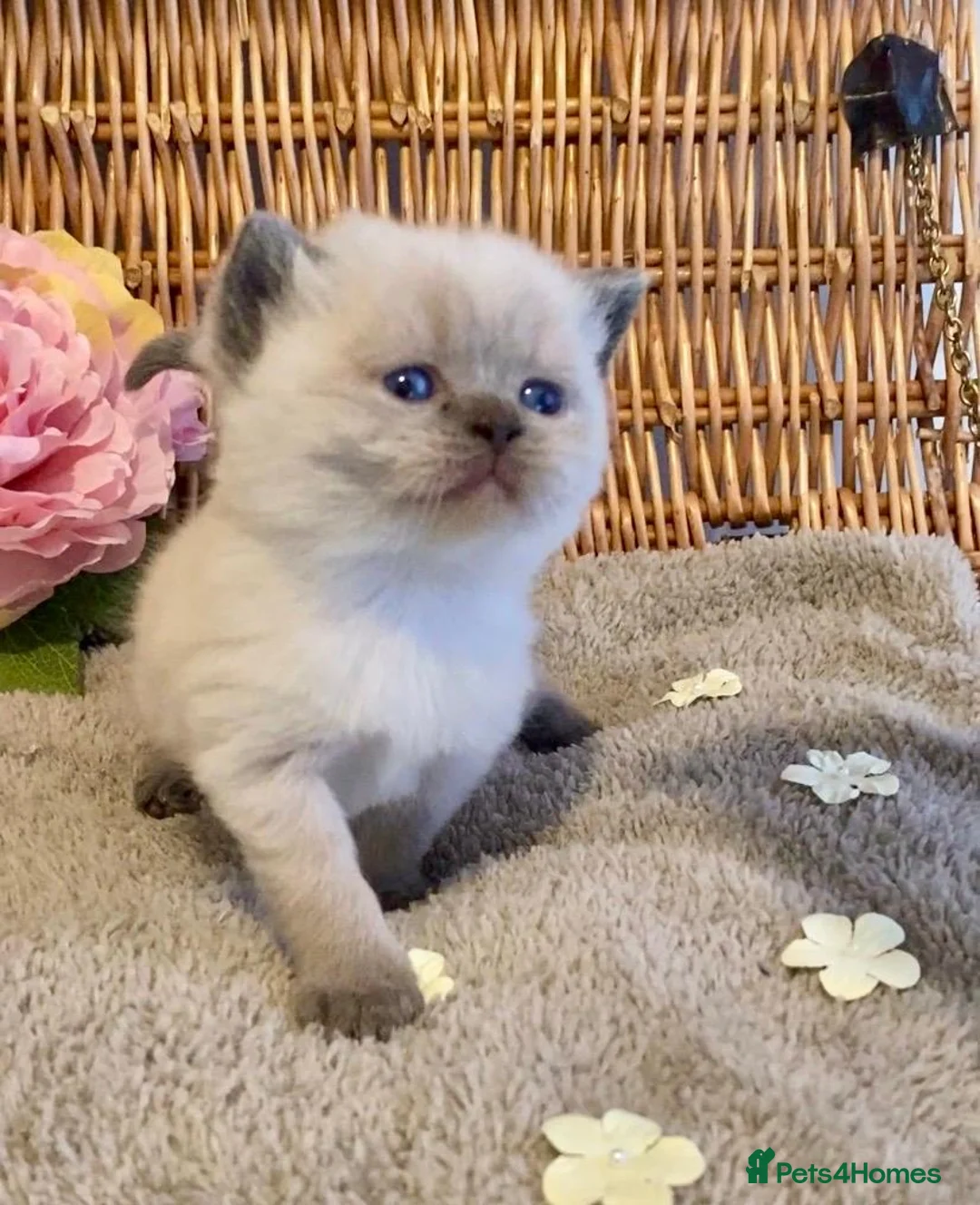 British Shorthair cats for sale: RARE SEAL LYNX PURE BRED BSH TEDDY BEARS - Advert 1