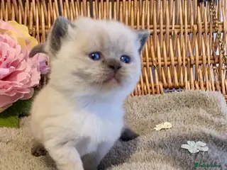 British Shorthair cats RARE SEAL LYNX PURE BRED BSH TEDDY BEARS - Advert 1