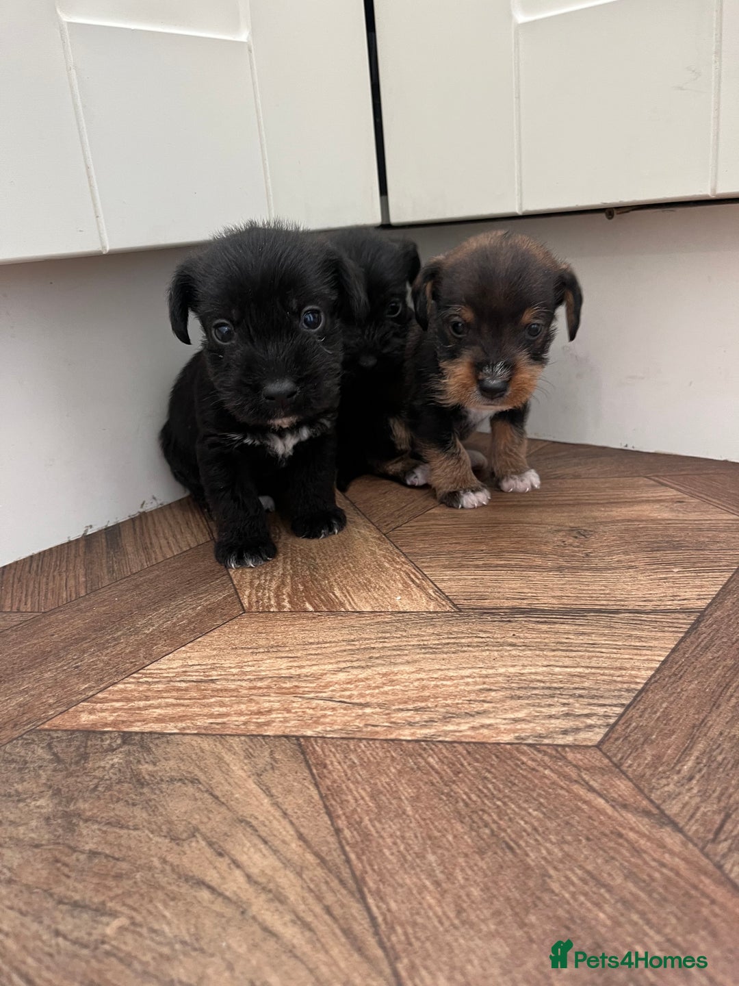 Mixed Breed dogs for sale: Wirehaired Jack Russell X wirehaired dachshund  - Image 1